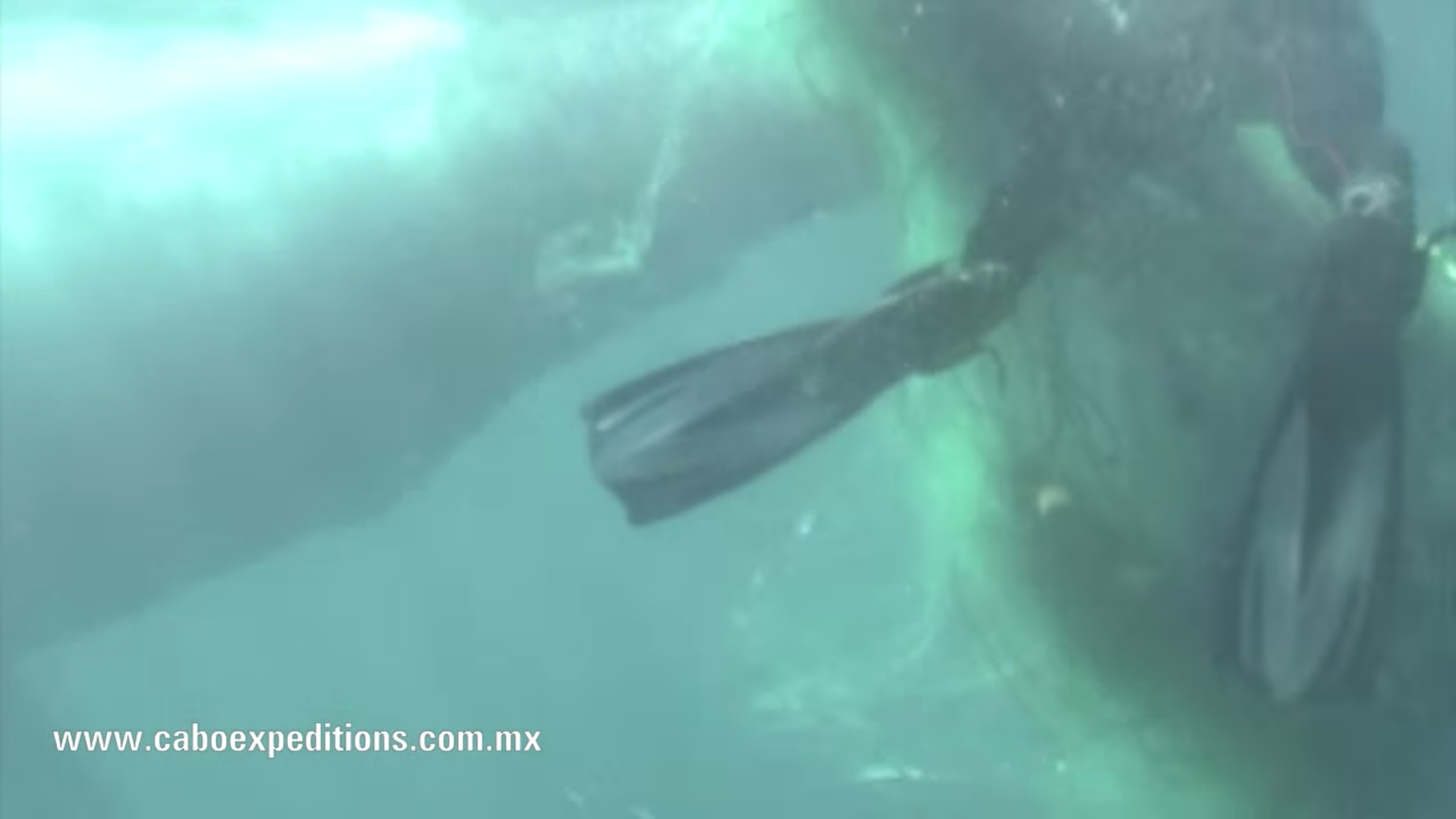 scuba diver cutting net from whale