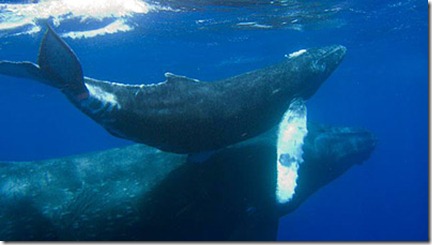 Humpback-and-calf