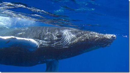 Humpback-calf