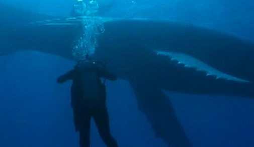 Humpback Whales!!! – 2024/02/29