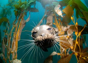 Sea Lion at San Benitos, photo by Simon Ager