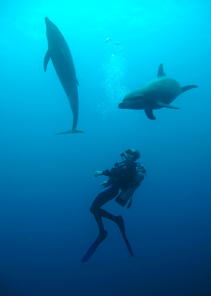 Dolphins, Mantas and Galapagos
