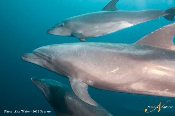 Dolphins Socorro Diving