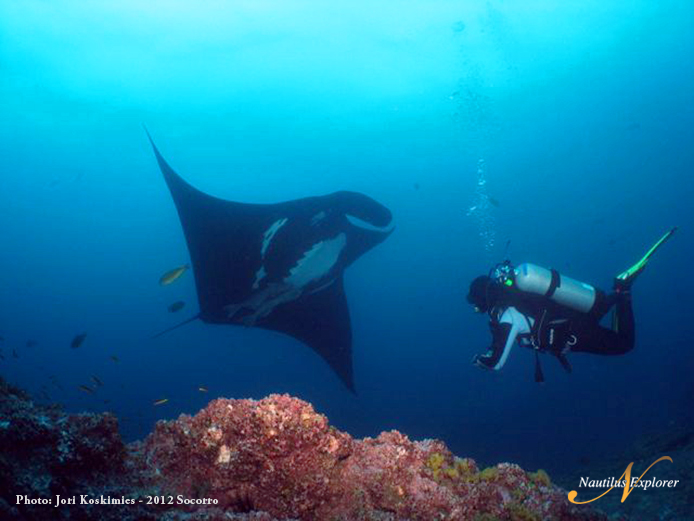 Giant Manta Diving Socorro Island, Mexico