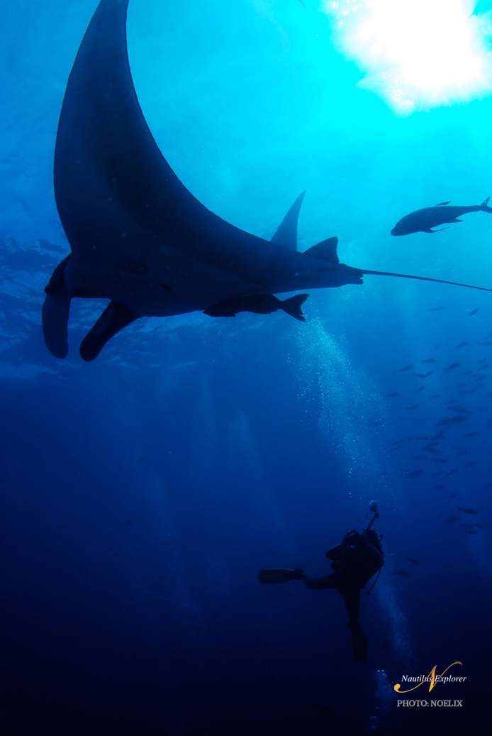 Giant Manta Socorro Island Diving