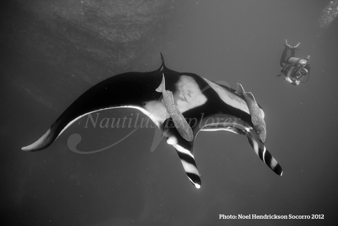 Giant Manta Diving Socorro