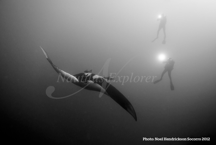 Giant Manta Diving Socorro Island