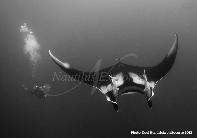 giant manta diving socorro mexico
