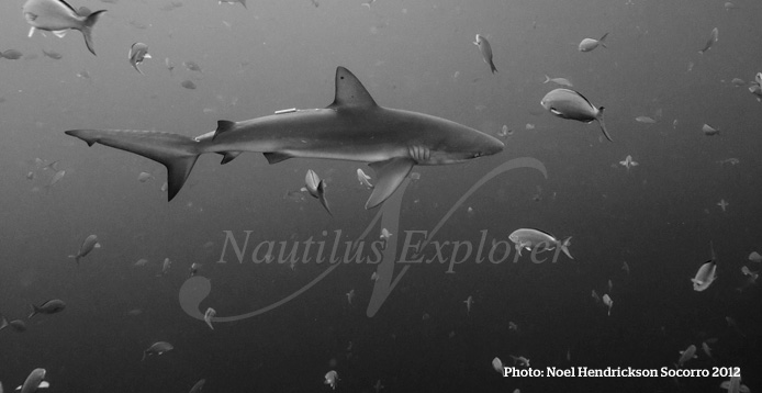 shark diving socorro island mexico