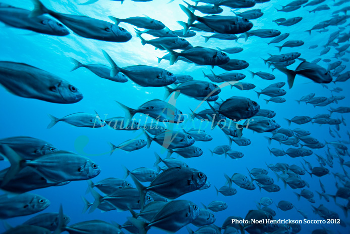 Liveaboard Diving Socorro Island Mexico