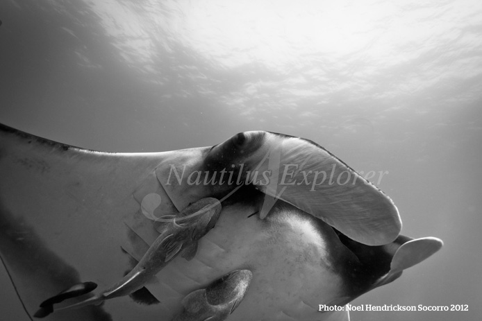 mantas liveaboard socorro island mexico scuba diving