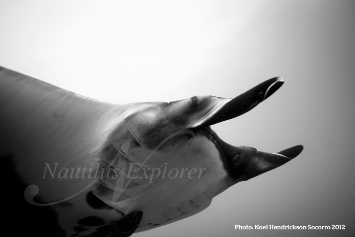 giant manta scuba diving socorro mexico