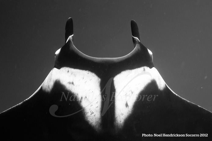 Giant manta diving socorro island mexico