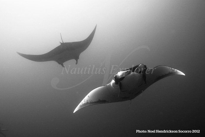 giant manta diving socorro island mexico