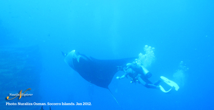 Manta Socorro Diving Mexico