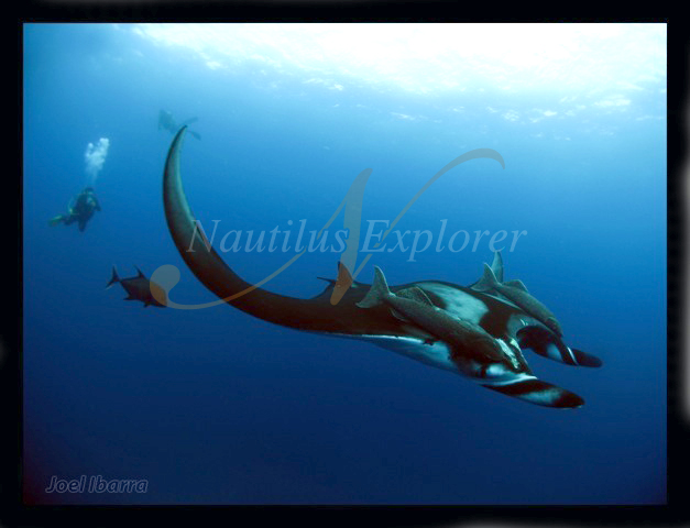 Black Giant Manta Socorro Mexico Nautilus Explorer