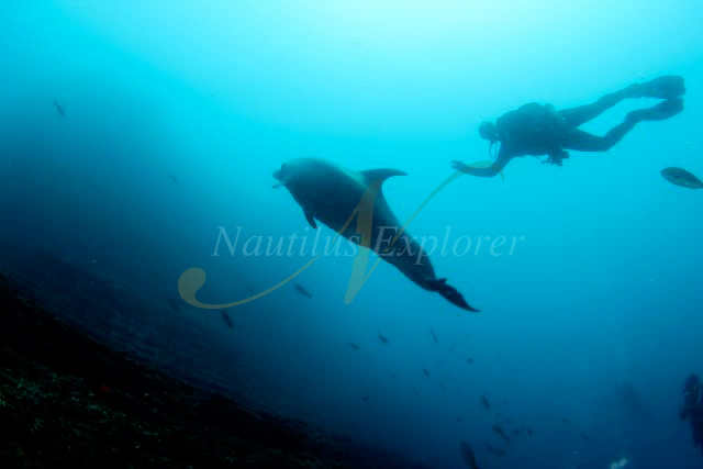 Nautilus Explorer Liveaboard, Dolphin Diving