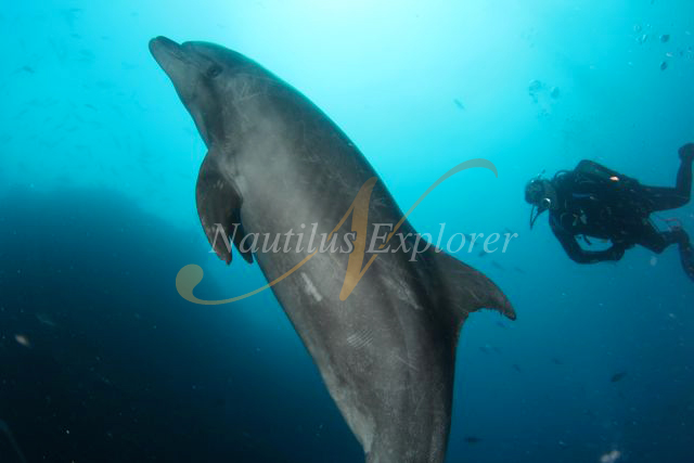 Nautilus Explorer Dolphin Diving