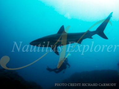 Shark diving Socorro Island, Mexico. Nautilus Explorer.