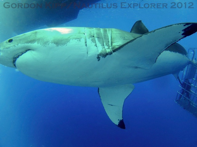 White sharks Sept 10