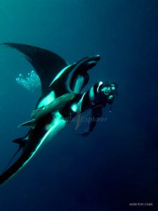 Giant Manta and diver
