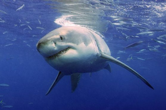 female great white sharks in Hawaii are visitors from Guadalupe Island ...