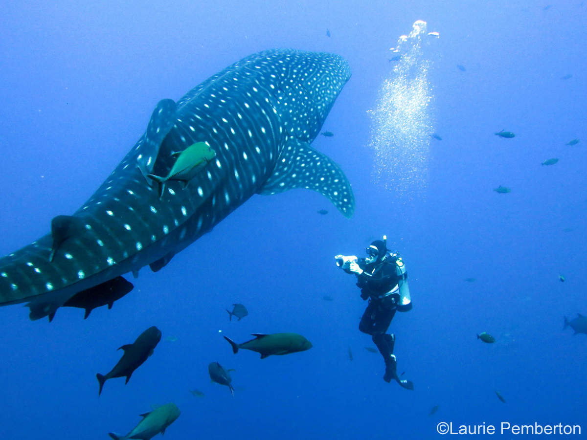 diving with whale shark