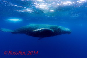 2014_Mar21_Whale-at-Roca-Pa