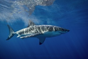 Great white resize