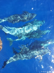 dooolphins