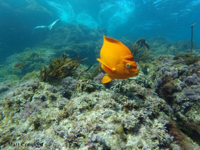 Garibaldi fish, Sea of Cortez