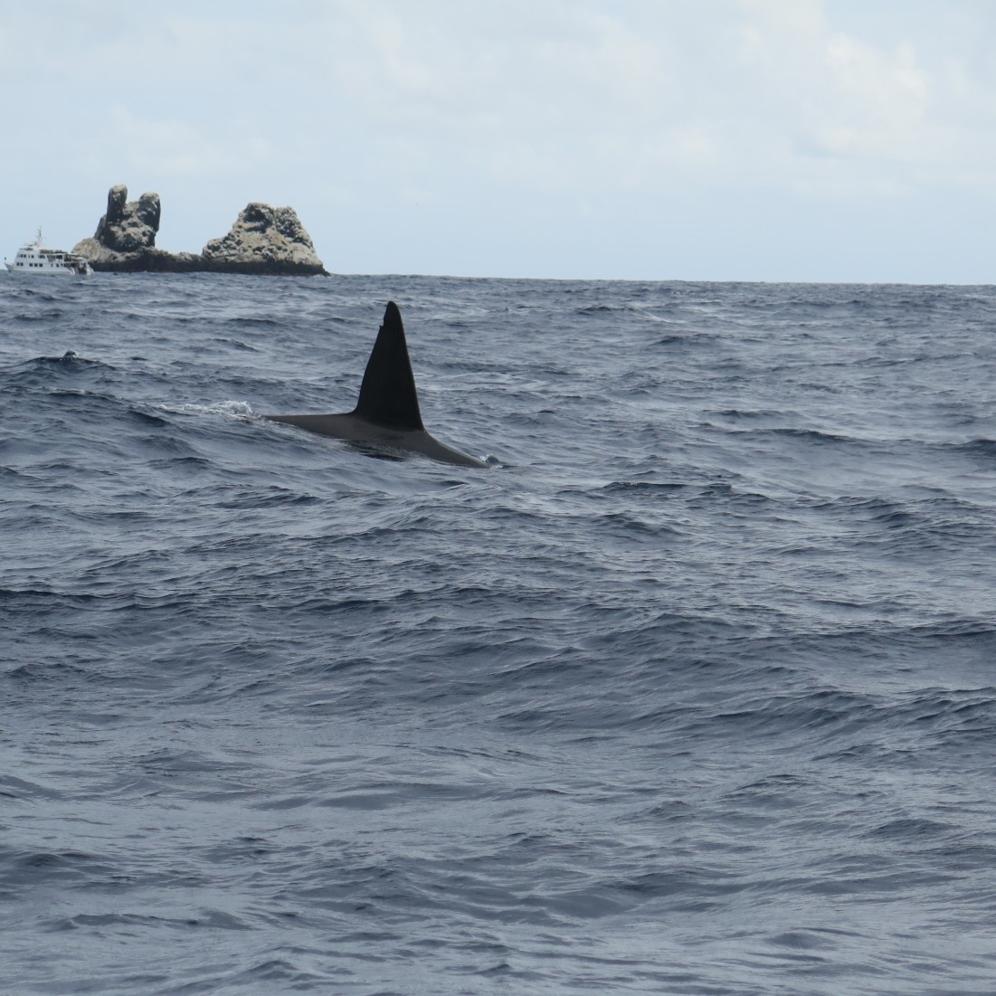 orca fin at socorro island