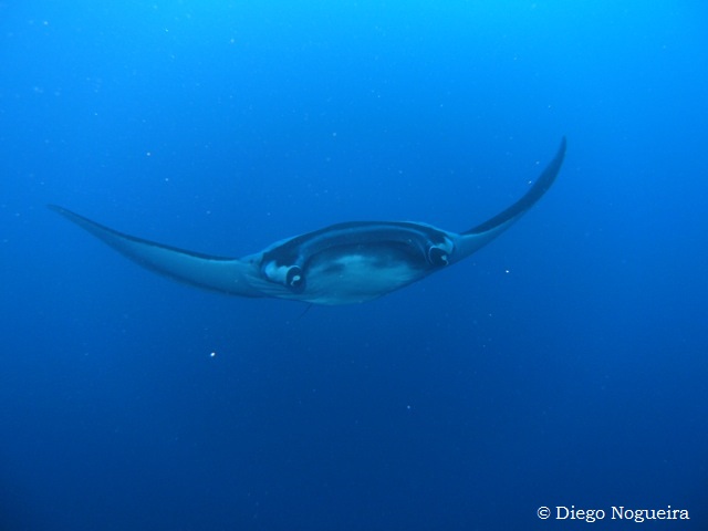 Scuba diving with manta ray