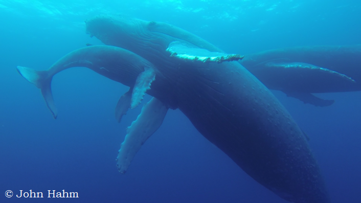 Whale watching tours Baja California