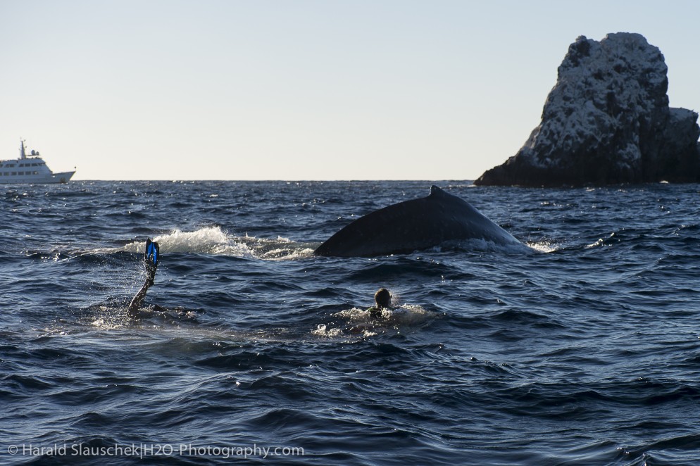 snorkelling with humpback whales