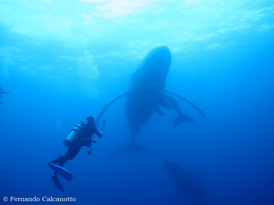 Whale watching tours Baja California