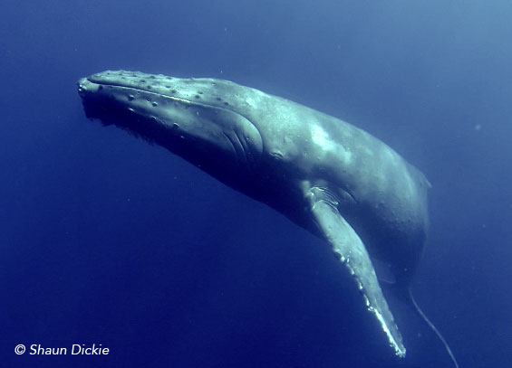 whale watching tours Baja California