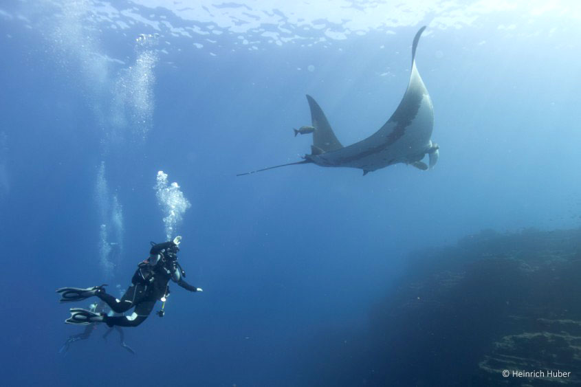 Divers interacting with a giant pacific manta
