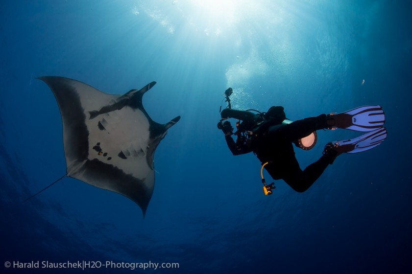 When I open my arms, mantas come! They truly love divers!