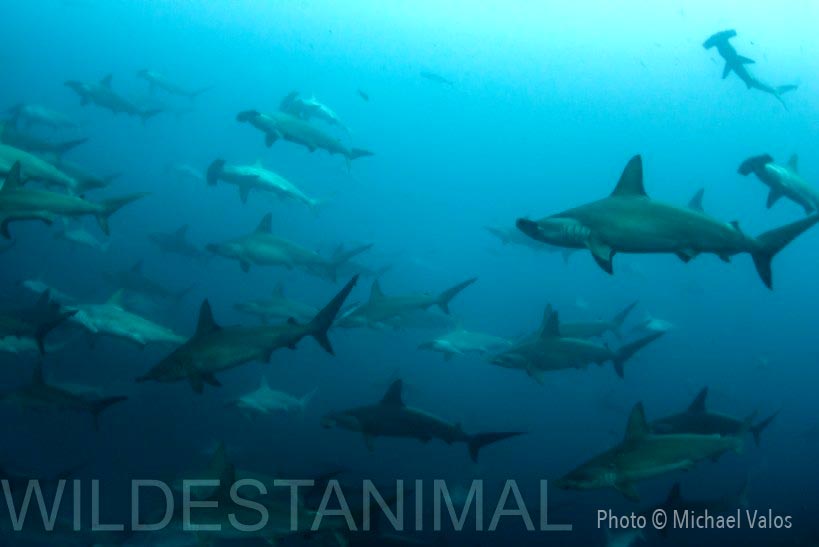 I found myself and our guests smack dab in the middle of a school of over 75 hammerheads for 3-5 minutes!