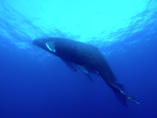 An unexpected meeting at Socorro with two humpback whales