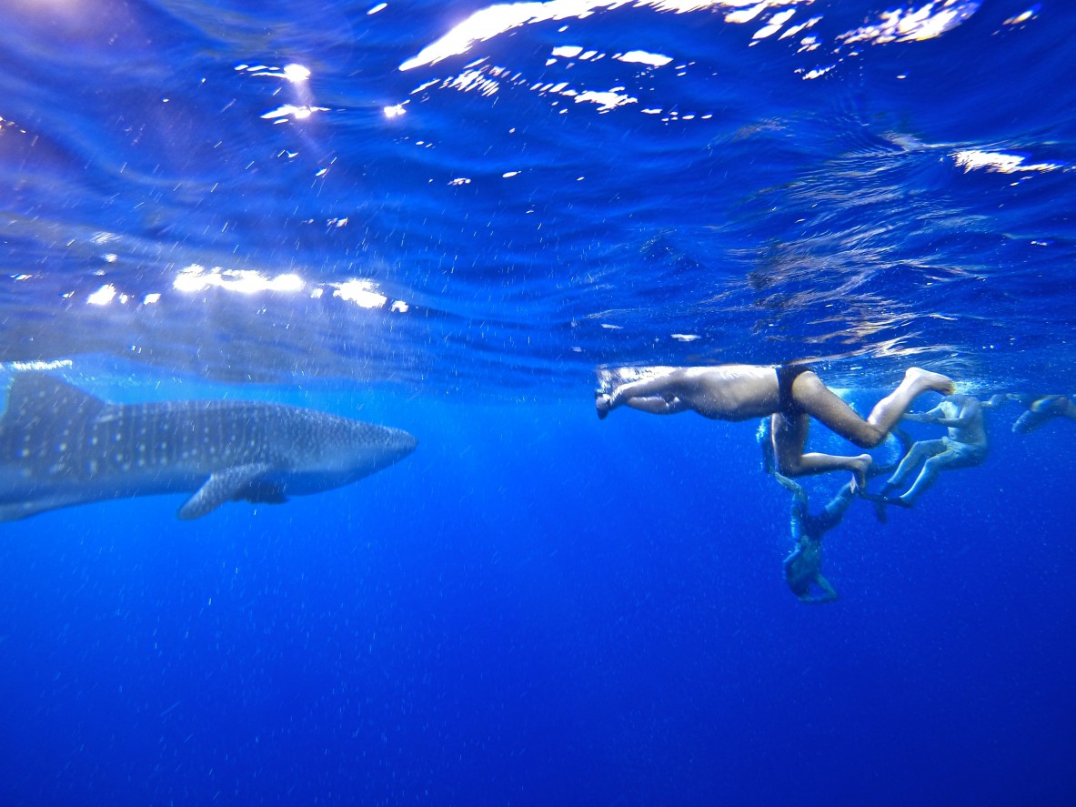 Diving with whale shark