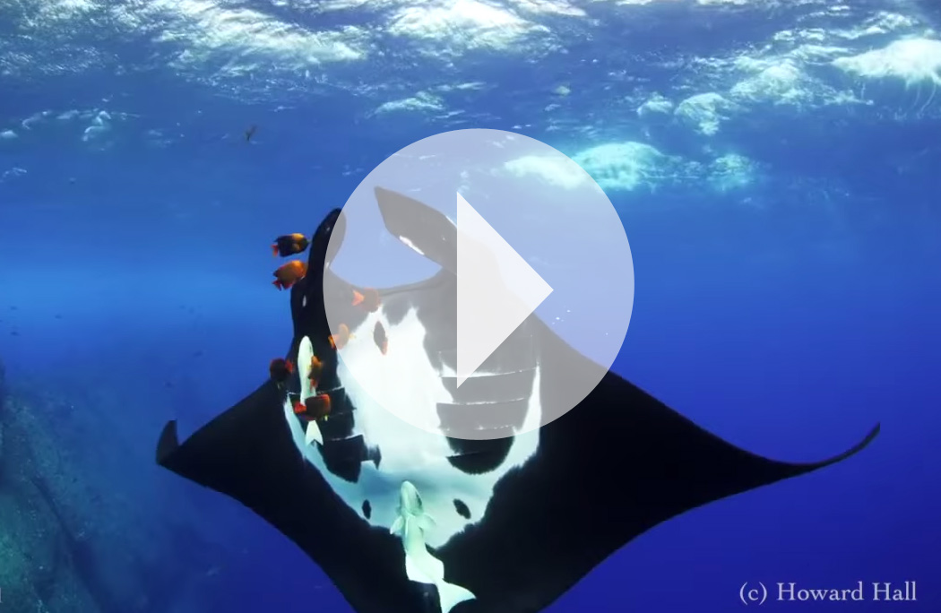 Beautiful Socorro giant manta video by Howard Hall on recent Nautilus Belle Amie trip