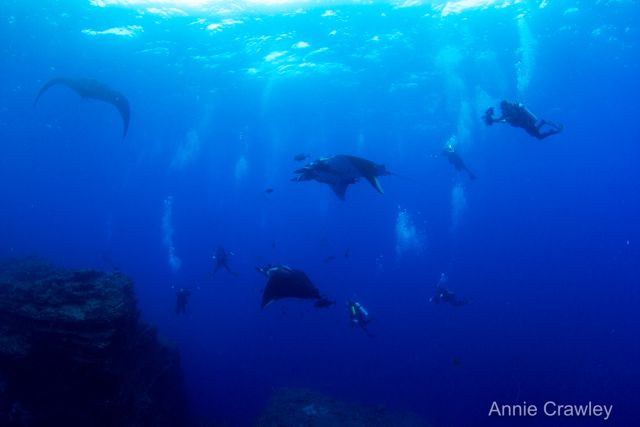 A guest recounts her amazing underwater exploration while diving at Socorro Island…