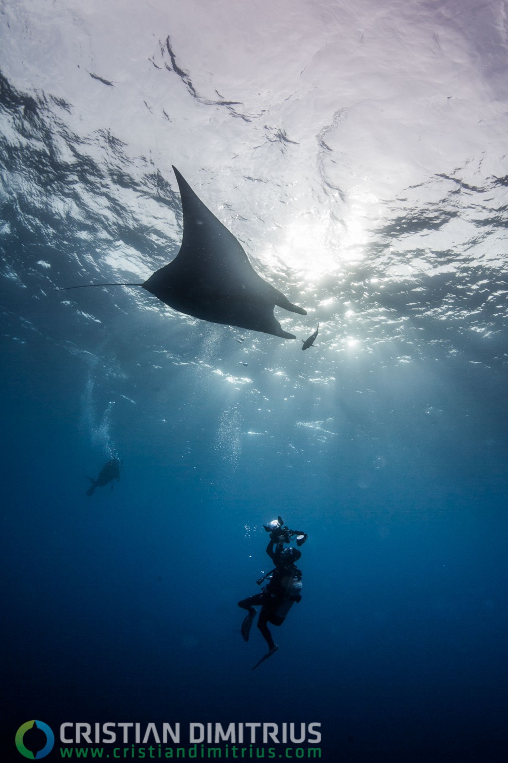 Diving with Mnata ray, Baja California
