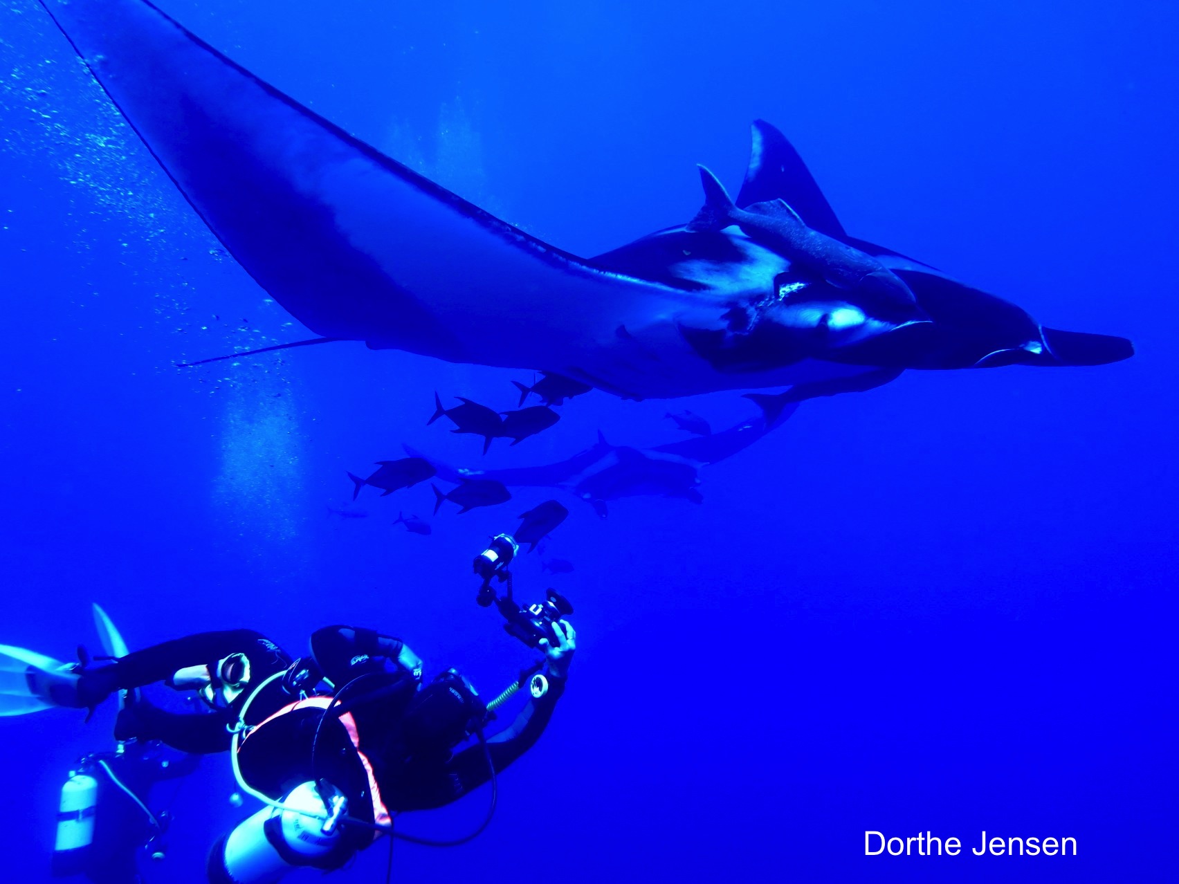 Manta swimming with diver