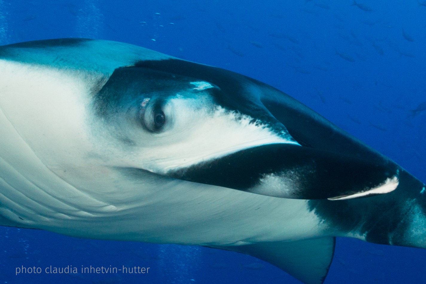How many people are lucky enough to celebrate with giant mantas, pods of dolphins, and even a little whale shark?