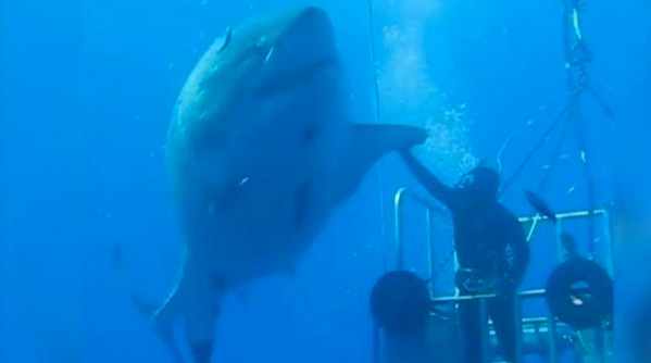 One of Biggest Great White Sharks Ever Filmed