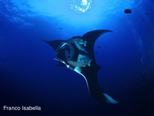 The amount of excitement cannot be described in the number of manta's but in the grace and beauty of these animals as they spin and dance right in front of you.
