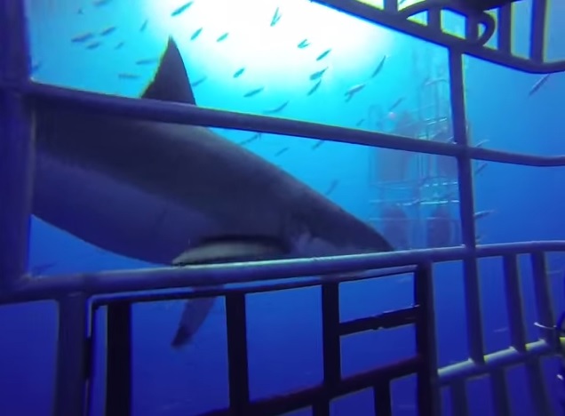 Shark stalking cage